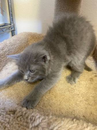 Rehoming two kitten (Escondido)63894715738626121