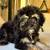 Minature poodles 2 thumbnail
