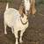 Boer goats 4 thumbnail