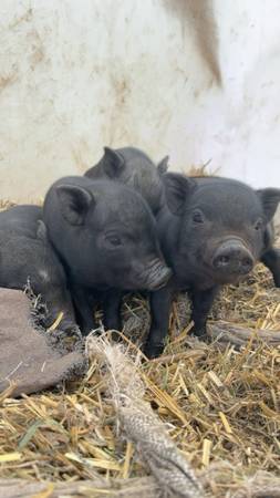 Potbelly pig 1