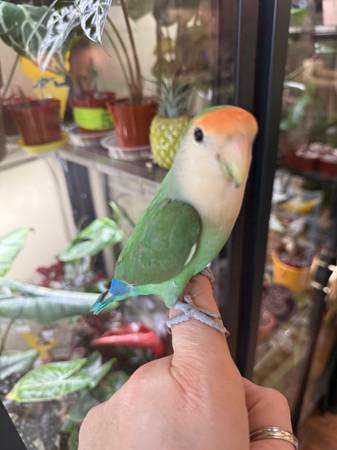 Lovebirds (birds) (Carbondale)63688376234755120