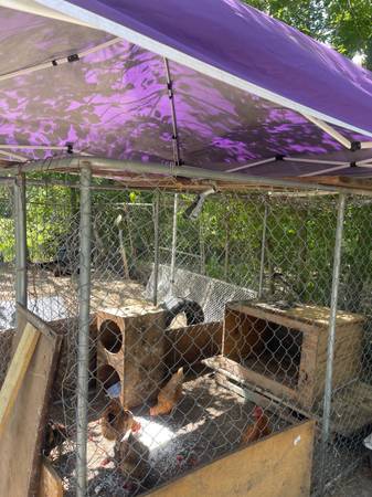 Chickens (Texas City)63774332204419121