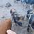 IPP x Kune Piglets $100 7 thumbnail