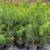 Loblolly pine tree 2 thumbnail