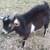 Nigerian Dwarf goats. kids 7 thumbnail