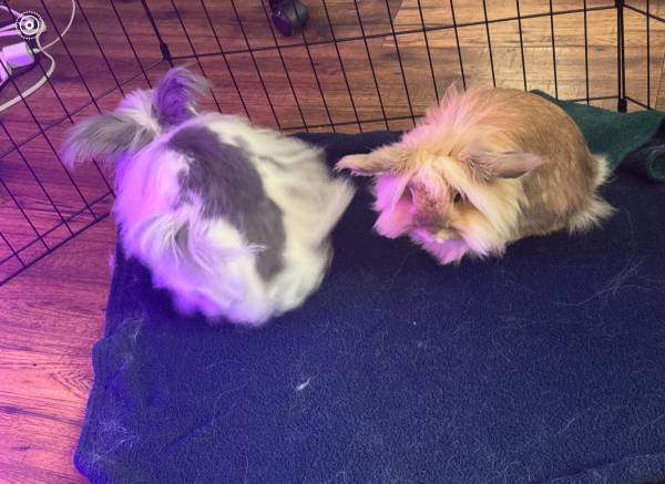 Bonded pair of Lionhead Bunny Rabbits (Windsor Locks)63873144864385121