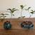 Bonsai Trees 6 thumbnail