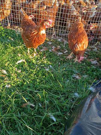 Laying hens 1