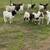 Goats For Sale 5 thumbnail