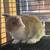 Holland Lops 5 thumbnail