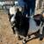 Buck, Nigerian Dwarf 2 YO 4 thumbnail