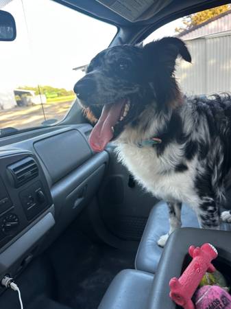 FULL BLOODED MERLE AUSSIE - MAVERICK - FREE! (Hubert)63619037325315124