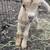 Nigerian Dwarf goats- 2 babies, 1 nanny, 3 bucks 4 thumbnail