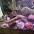 Purple pincher crabs 6 thumbnail