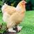 Buff Brahma Chicks 1 thumbnail