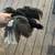 Bantam Chicks 4 thumbnail