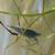 freshwater fish 3 thumbnail
