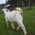 Goat doeling 4 thumbnail