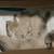 Kittens 2 thumbnail