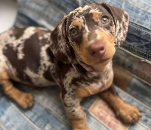 SuperDaschund puppies 1