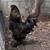 Easter Egger- Silkie Chickens Hens, Chicks,Roosters -colorful eggs 5 thumbnail