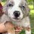 Pup 2 thumbnail