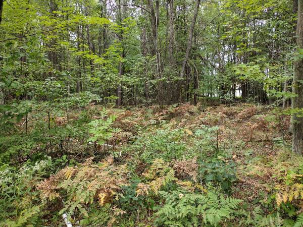 $7,995 Camping lot near parks and lakes (Skidway Lake, MI)64037723486466122