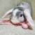 Holland lop rabbit 6 thumbnail