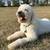Professional Dog Training & Boarding Services Available for barter 8 thumbnail