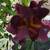 Bearded Hybrid Iris 3 thumbnail