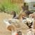Dewlap Toulouse geese 2 thumbnail