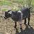 Nigerian Dwarf Goats 1 thumbnail