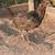 Gallos , gamefowl , roosters 5 thumbnail