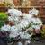 Japanese Maple trees 42 varieties 800+ plants  Mar2025 update 2 thumbnail