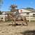 Gorgeous Red Roan Quarter Horse for Sale 1 thumbnail