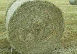 1st cutting hay some alfalfa grass mix 1