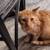 Have you seen this lost orange tabby? 4 thumbnail