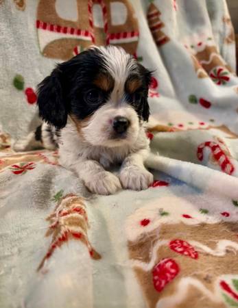 Cavalier king Charles puppies 1