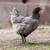 Cold hardy hens Chicks chickens pullets all female almost laying eggs 11 thumbnail