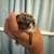 Baby Hedgehog 3 thumbnail