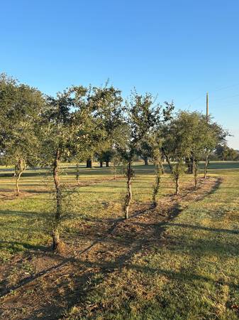 Live Oak Trees 1