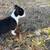 Boston Terrier 5 thumbnail