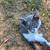 Kittens need rehoming 8 thumbnail