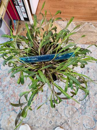 Plant 1