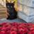 Black kittens 1 thumbnail