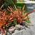 ORANGE RED BROMELIAD GIANT (aechmea blanchetiana) 7 thumbnail