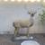 Deer yard art A’s garden art 1 thumbnail