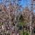 Purple Leaf Plum Tree 9 thumbnail