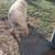 2 pet pigs 2 thumbnail