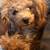 Cavapoo puppy 9 months old - super sweet 2 thumbnail